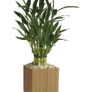 Lucky bamboo plant in natural bamboo cube with river rocks
