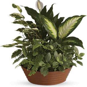 Serene Retreat green plant dish with five houseplants