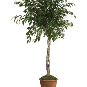 Potted towering ficus plant in terra-cotta pot