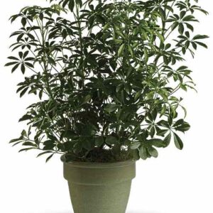 Schefflera Arboricola plant in gray planter