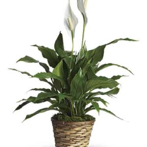 Simply Elegant Peace Lily Plant in Basket