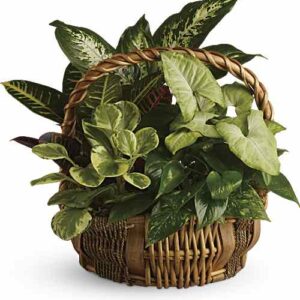 Emerald Garden Plant Basket with croton, dieffenbachia, and pink nepthytis