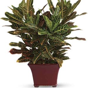 Croton plant with colorful leaves in square planter