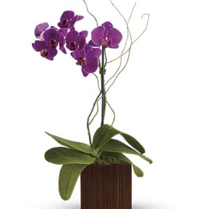 Purple phalaenopsis orchid in bamboo cube vase