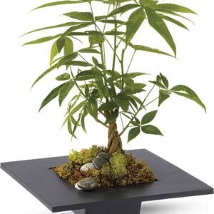 Money Tree in black square container