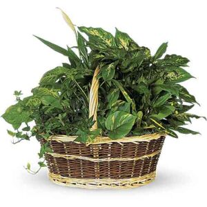 Large green plant basket garden