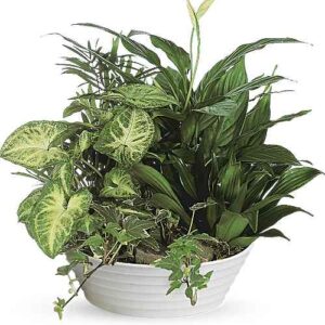 Medium dish garden with various lush green plants
