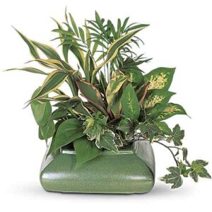 Small Green Plant Dish Garden with lush greenery