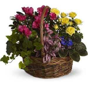 Blooming Garden Basket with mixed plants in a natural basket