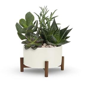 Mid-Century Echeveria Succulent Garden with ceramic planter