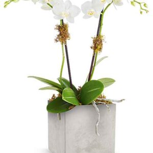 Phalaenopsis Orchid in Modern Paradise Vase