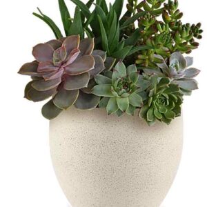 Modern Stone Succulent Garden in concrete bowl