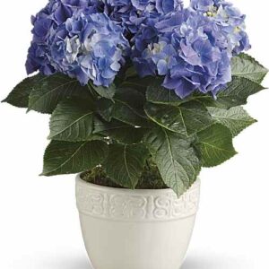 Blue hydrangea plant in white ceramic planter