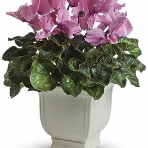 Pink cyclamen in cream pedestal planter