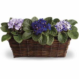 Sweet Violet Trio Basket with lavender and purple violets