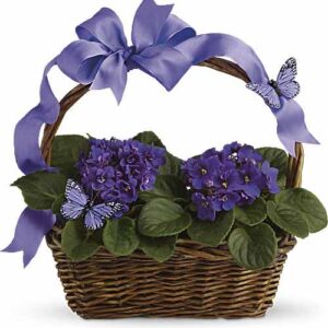Violets and Butterflies Gift Basket with African violets