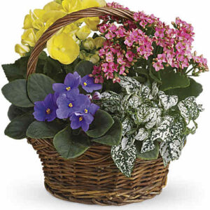 Spring Has Sprung Mixed Plant Basket with violets, begonias, kalanchoe