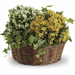Kalanchoe and Ivy Basket with woven basket