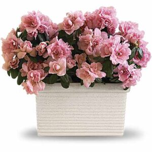 Pink azalea plant in white ceramic planter