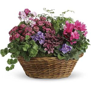 Simply Chic Mixed Plant Basket with flowering plants and fern