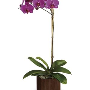 Purple phalaenopsis orchid in brown bamboo cube