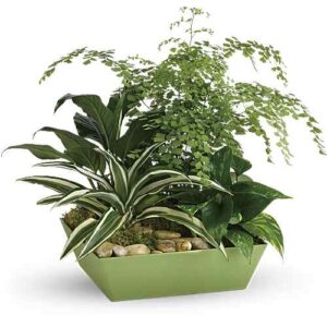 Forever Green Dracaena and Fern Garden in a green tray