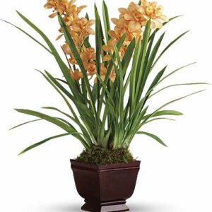 Orange cymbidium orchid in Noble Heritage Urn