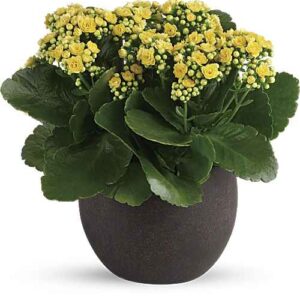 Yellow Kalanchoe in a brown pot