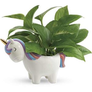 Unicorn pothos plant in ceramic keepsake