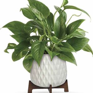 Mid mod pothos plant in geometric planter