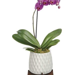 Purple Phalaenopsis orchid in mid-century planter