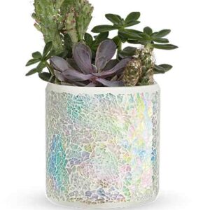 Iridescent Oasis Cactus Garden with two cacti