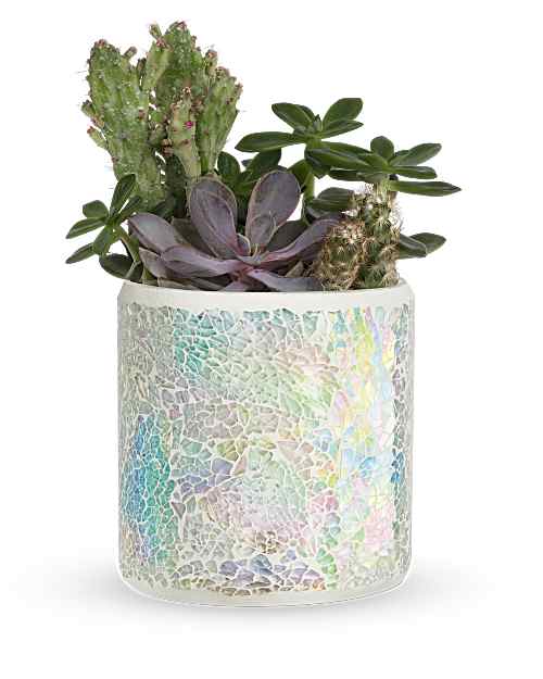 Iridescent Oasis Cactus Garden with two cacti