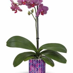 Purple phalaenopsis orchid in mosaic pot