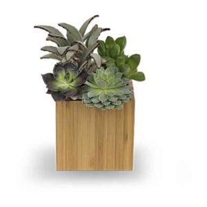 Echeveria succulent garden in bamboo cube