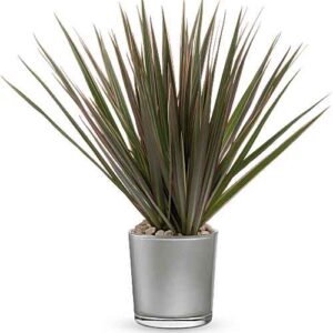 Moonstone Dracaena plant in silver vase