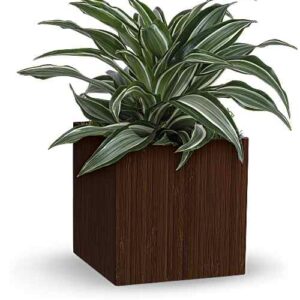 Soothing Dracaena plant in bamboo cube