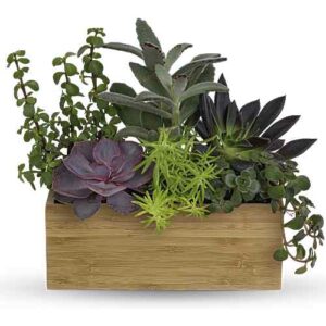 Echeveria succulent garden in bamboo tray