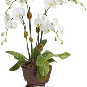 White orchid in Noble Heritage Urn